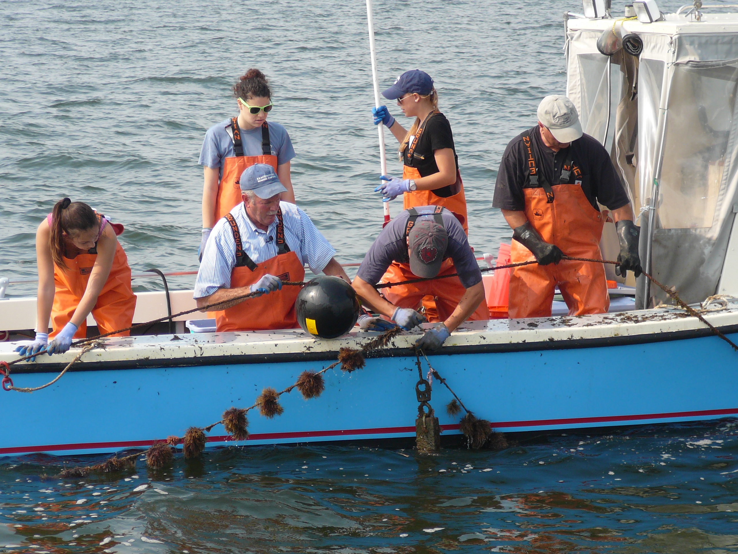 Professor Charles Yarish, in the blue hat, and his students harvesting Gracilaria in Long Island Sound. Photo by Peg Van Patten/Connecticut Sea Grant