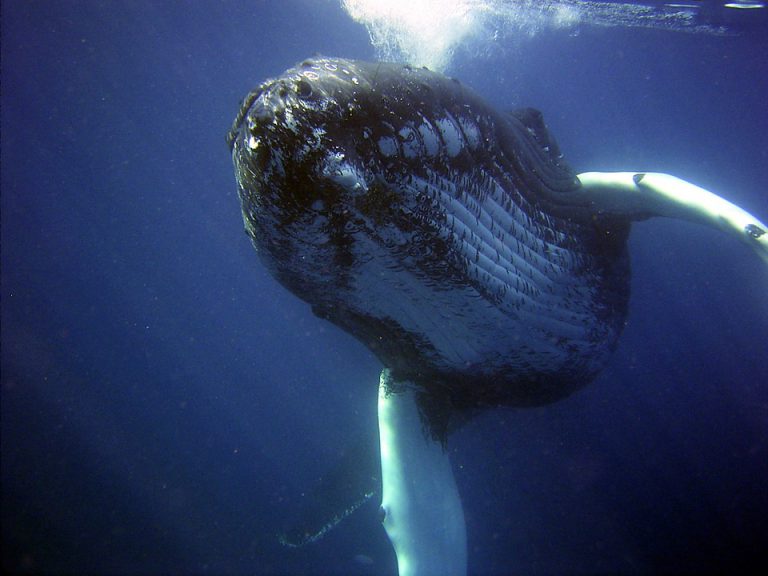 Humpback Whales Return to Feed in Long Island Sound: What Does It Mean