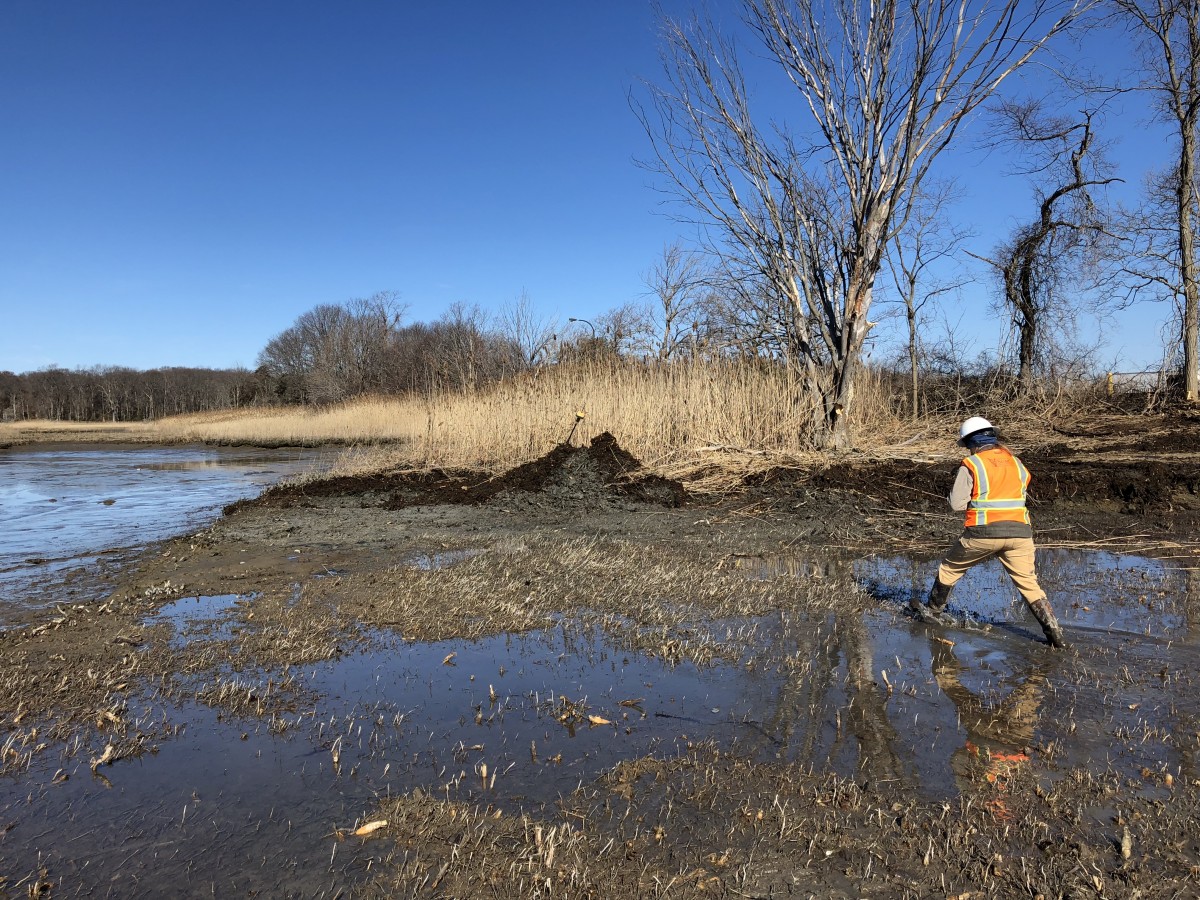 Staff with contractor SumCo, in an orange vest, walks across denuded marsh