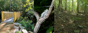 bridge, tree frog, hiking trail